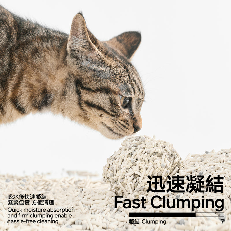 Cat with fast clumping cat litter on a white background